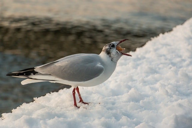 hebzuchtige vogel