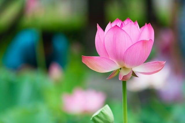 lotus-2366698_640