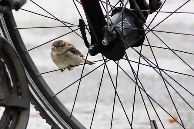 fietswiel met mus