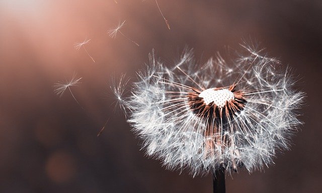 dandelion-3416140_640 dandelion-3416140_640
