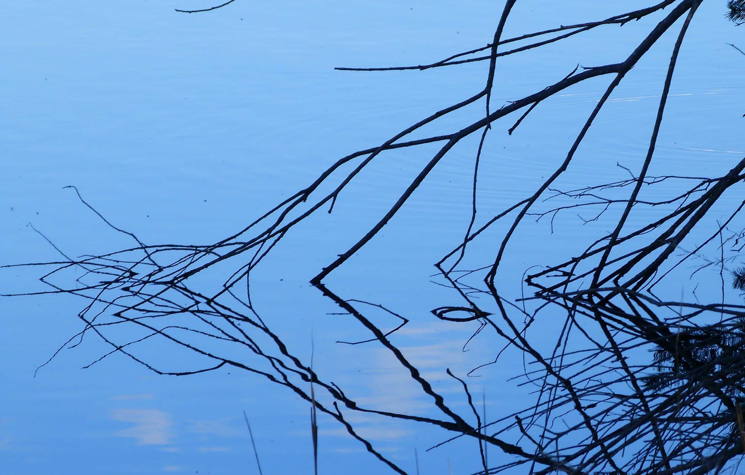 tree-water-nature-grass-branch-sky-940266-pxhere.com